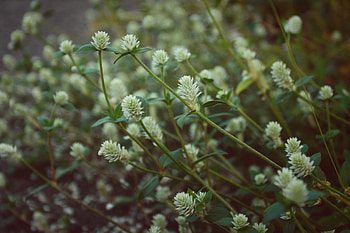 Flowers, Buds, Stems, Wildflowers, Wild Flowers HD wallpaper