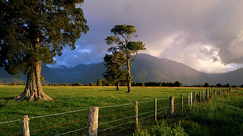 Landscape, Trees HD wallpaper