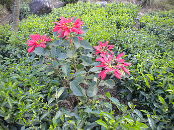 red-n-green, nature, flowers, plants, beauty HD wallpaper