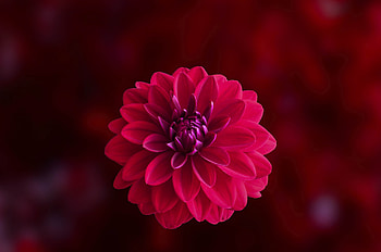 Pink Dahlia Flower, dahlia, flowers, red HD wallpaper