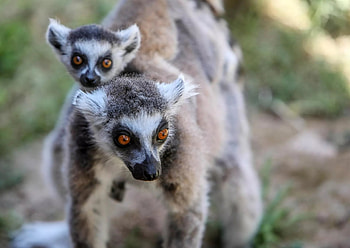 Antalya Zoo, Newborn species, Ring Tailed Lemur, Wildlife conservation HD wallpaper