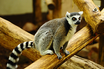 Ring Tailed Lemur, Lemur catta, Tails rings stripes, Cute wildlife HD wallpaper