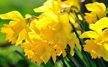 Daffodils 3 , Flower HD wallpaper