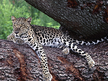 Animals, Leopards HD wallpaper