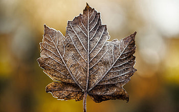 Macro, Sheet, Leaf, Frost, Hoarfrost, Dry, Maple HD wallpaper