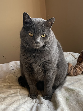 Chartreux Cat, Breed characteristics, Distinctive appearance, Grey fur HD phone wallpaper
