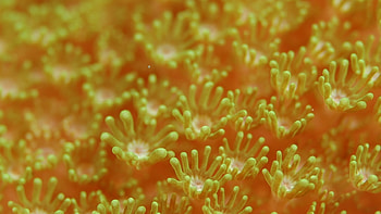 Underwater plant, sea, anemones, orange, algae, yellow, underwater, nature, water, ocean HD wallpaper