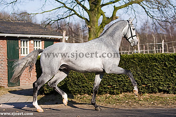 Dutch Stallion Astrello, kwpn, horses, stallion, dutch, approved, warmblood HD wallpaper