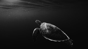 Turtle, ultra , , Background HD wallpaper
