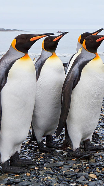 penguin, animal HD phone wallpaper