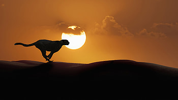 Cheetah Running , cheetah, animals HD wallpaper