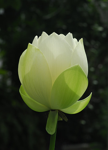 White louts, bloom, bud, flower HD phone wallpaper