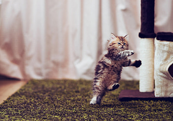 Headshot! :D, sweet, kitten, kitty, animals, cats, cute, beautiful, adorable HD wallpaper