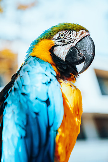 Animals, Parrots, Feather, Bird, Multicolored, Motley, Macaw HD phone wallpaper