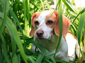 Puppy on fields, animal, dog, puppy, grass, pet HD wallpaper