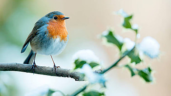 Robin Vibrant Color Bird Is Standing On Tree Branch In Colorful Blur Background Birds HD wallpaper