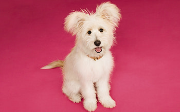 Puppy, animal, dog, pink, white, cute, lovely, caine HD wallpaper