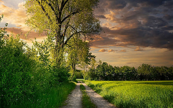 Summer Path, trees, clouds, field, path HD wallpaper