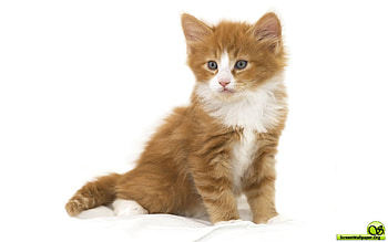 Bicolor kitten, kitten, cat, feline, pet HD wallpaper