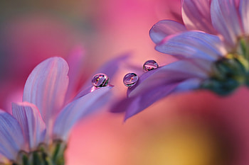 Drops, Water, Gerbera, Petals, Rain HD wallpaper