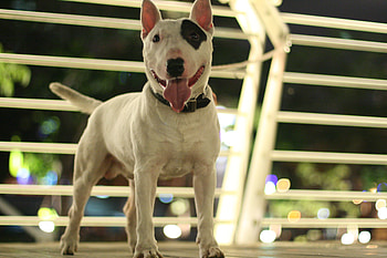 English Bull Terrier, smart, cute, obedience, handsome HD wallpaper