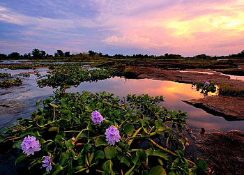 Lake flowers, sky, flowers, water, lake HD wallpaper