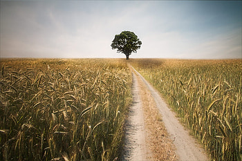 My favorite tree, graphy, tree, scenery, abstract, fields, , nature HD wallpaper