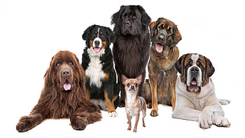 Say Cheese!, pack, pets, dogs, puppies, nature HD wallpaper