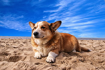A cute corgi laying on a sunny beach, perfect for pet and summer themes. HD wallpaper