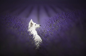 German-Shepherd, animal, German, Dog, Shepherd HD wallpaper