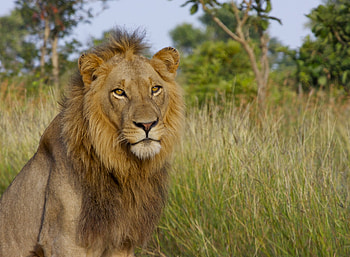 Animals, Lion, Big Cat, King Of Beasts, King Of The Beasts HD wallpaper