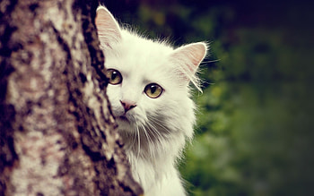 Animals, Cats HD wallpaper
