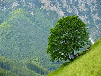 Green Pastures, pastures, green, sheep, beautiful, grass, mountains, grazing, tree HD wallpaper