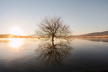 Nature, Water, Sunset, Horizon, Wood, Tree, Branches HD wallpaper