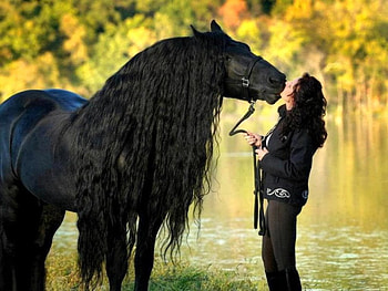 Handsome friend, horse, black, friends, woman, beauty HD wallpaper