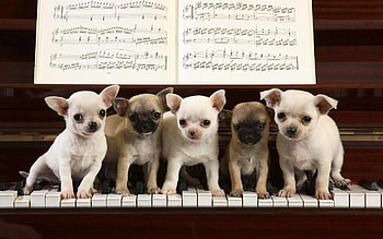 Music, Animals, Piano, Sit, Lot, Puppies, Notes HD wallpaper
