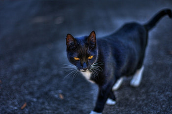 Cat!, animal, cat, black, graphy HD wallpaper