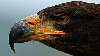 Symbol of Liberty, animal, beak, feathers, eagle, bird, eye HD wallpaper