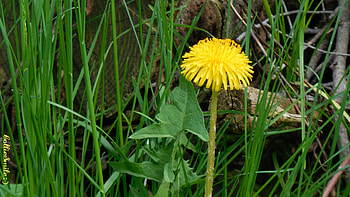 A Dandelion Umbrella, dandelion, sing1e b1oom, grass, dandelions, wood, green, log, yellow, logs, greenery, green grass HD wallpaper