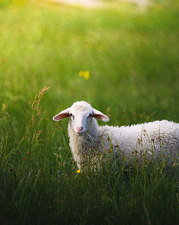 Animals, Grass, Summer, Stroll, Lamb HD phone wallpaper