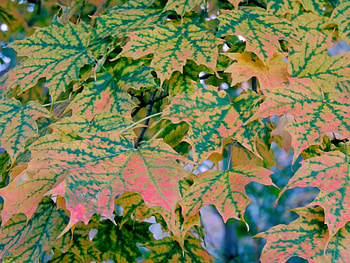 Leaves Of Autumn, graphy, Leaves, Forest, Nature, Autumn HD wallpaper