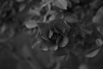 Flowers, Flower, Macro, Rose Flower, Rose, Bw, Chb HD wallpaper