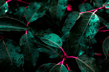 Macro, Leaves, Drops, Bush HD wallpaper