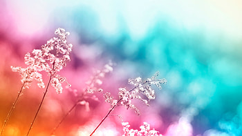 Cotton Candy Flower With Delicate Flora, nature, artwork, art, digital-art, ai, flowers, flower HD wallpaper