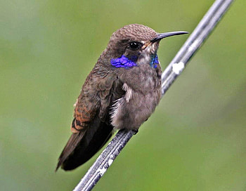 Beautiful Bird, cute, beautiful, bird HD wallpaper