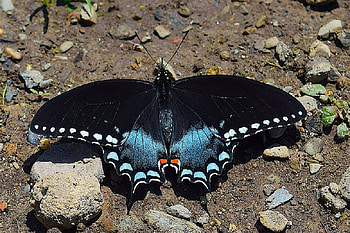 BEAUTIFUL BUTTERFLY, PRETTY, BUTTERFLY, , INSECT HD wallpaper