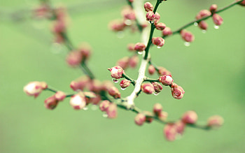 Drops, Plant, Macro, Branch HD wallpaper