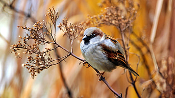 Sparrow, Bird, Nature, Branches HD wallpaper