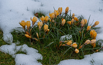 Plants, Flowers HD wallpaper