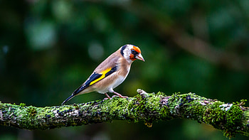 european goldfinch, Animal, goldfinch HD wallpaper
